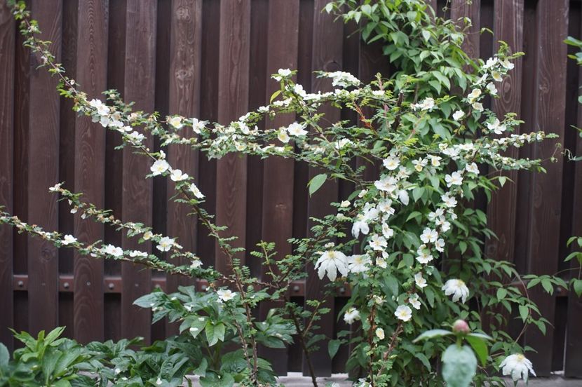  - Rosa omeiensis pteracantha