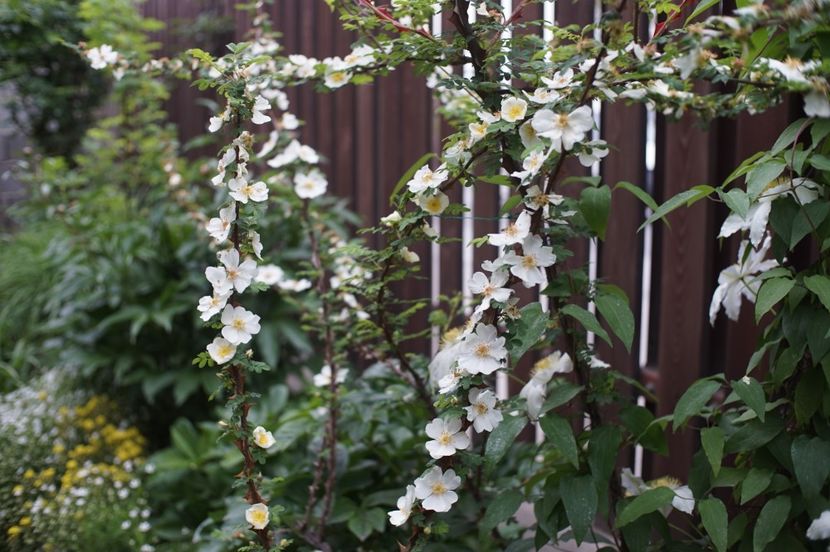  - Rosa omeiensis pteracantha