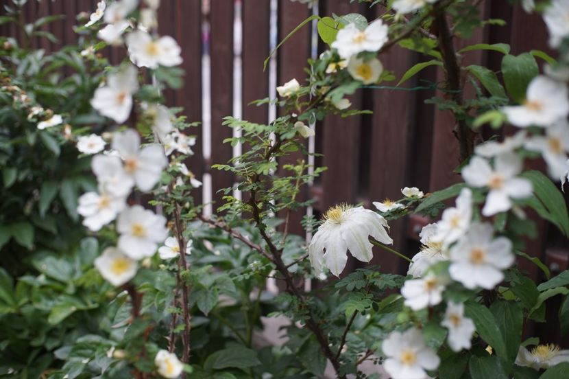  - Rosa omeiensis pteracantha