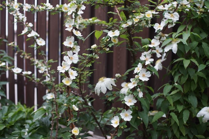  - Rosa omeiensis pteracantha