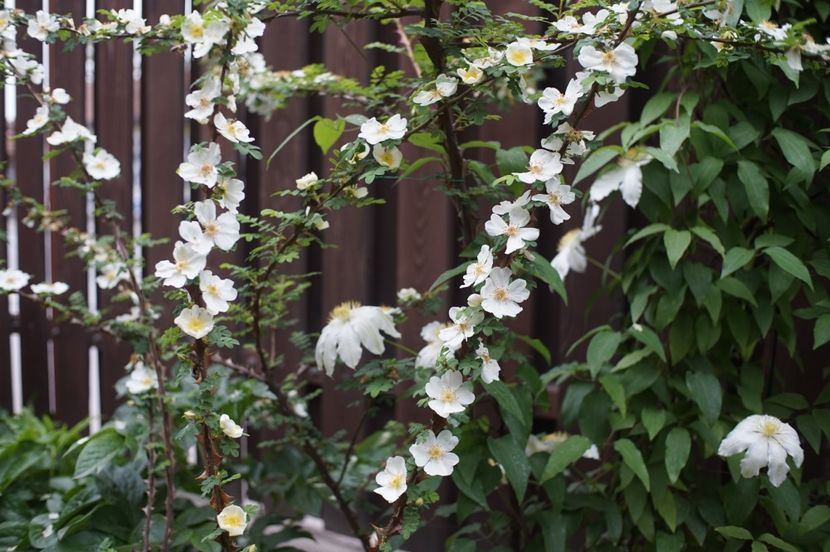  - Rosa omeiensis pteracantha