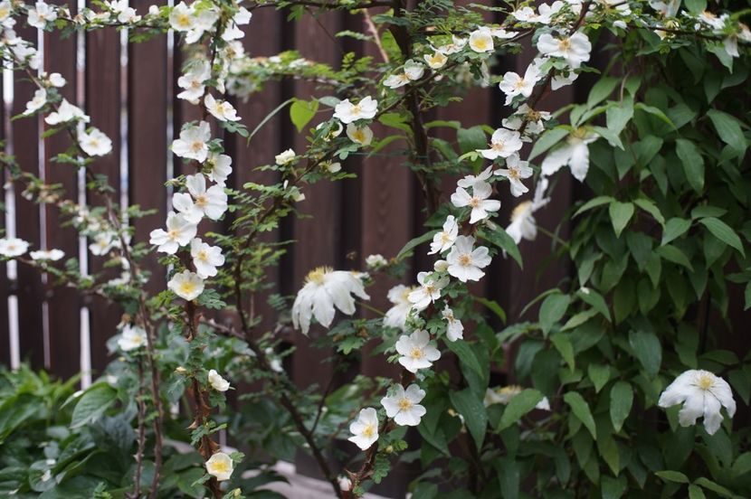  - Rosa omeiensis pteracantha