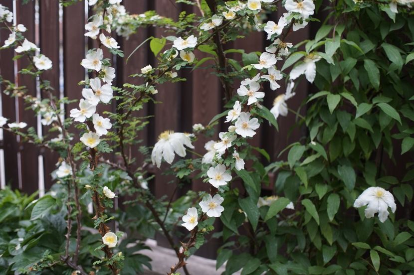  - Rosa omeiensis pteracantha