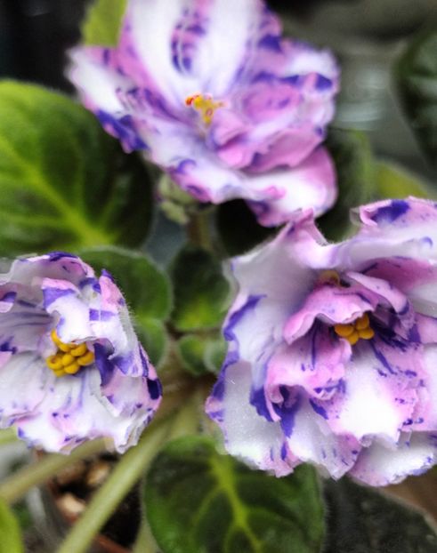  - MK - Veter Peremen chimera