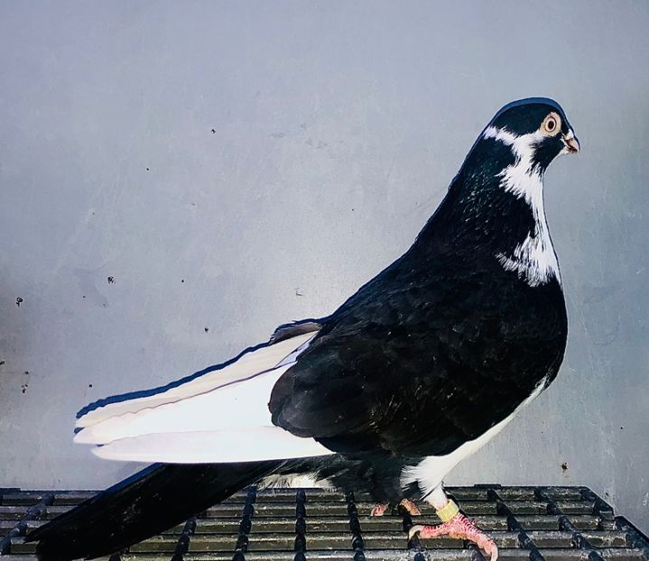 17213  Mascul  2023 - 00001 porumbei dragi mie arhivă