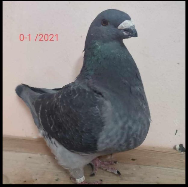 F 2021 cz - Femele Matca 2024