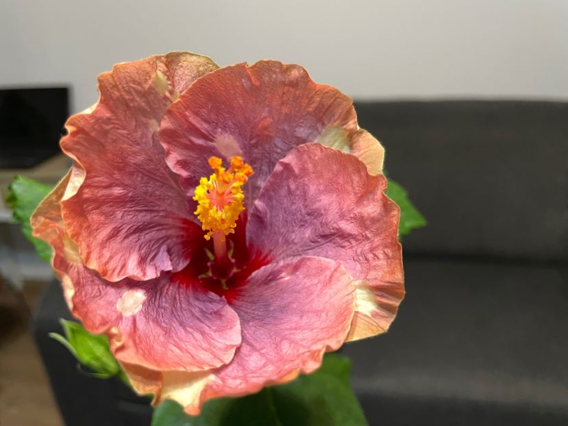  - Luv -Posog- Memories