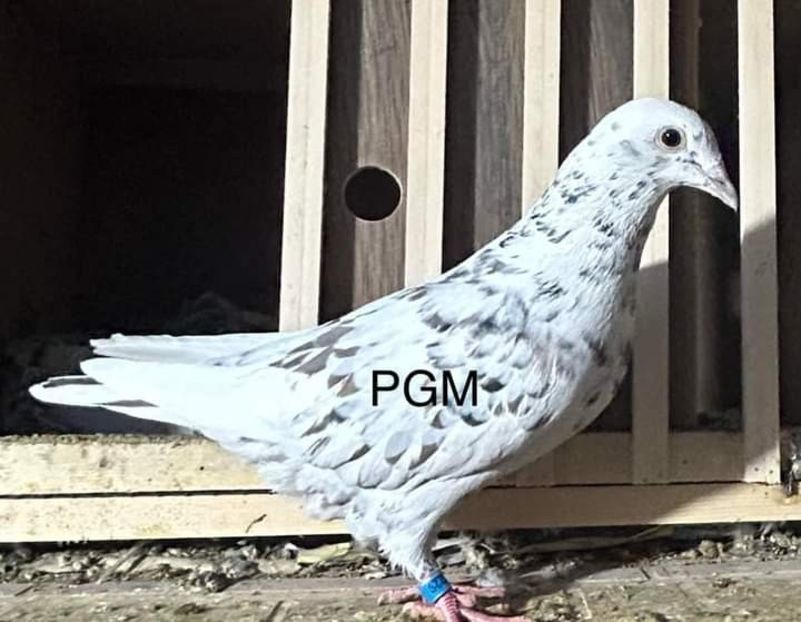  - Nu îmi aparțin 6