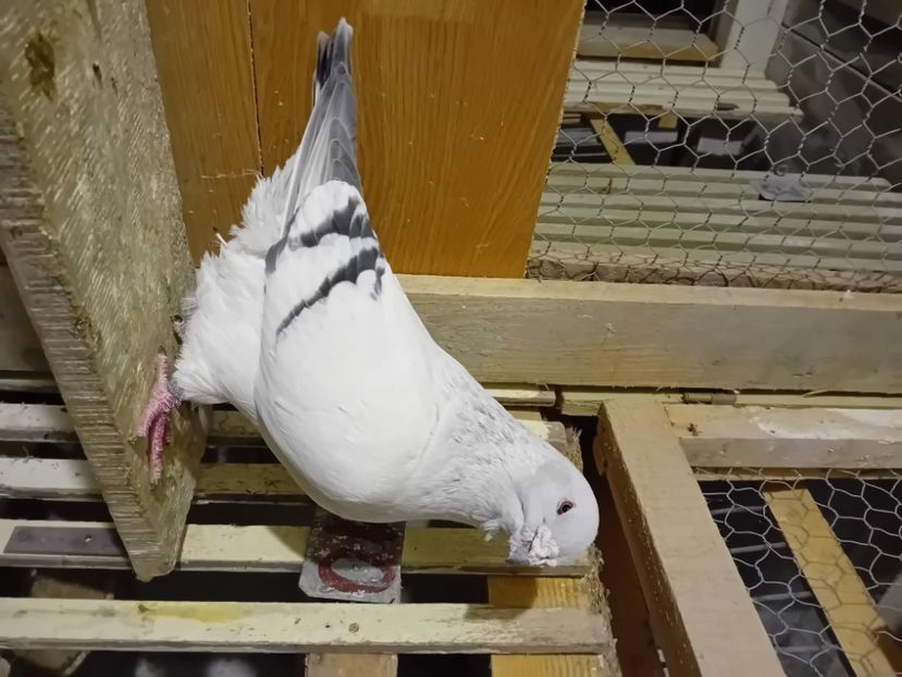  - 9masculi azur matca 2022