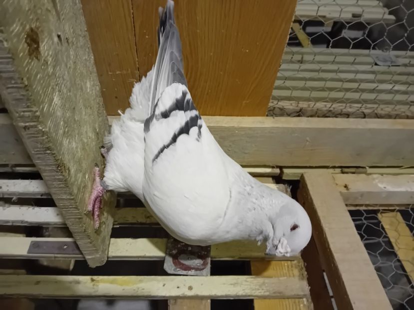  - 9masculi azur matca 2022