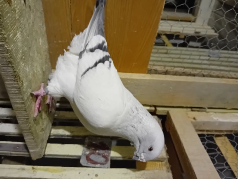  - 9masculi azur matca 2022