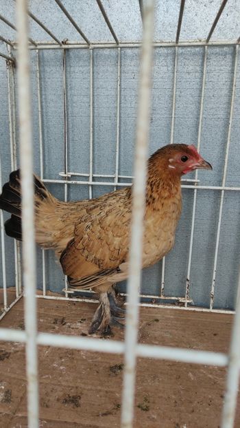  - De vanzare gainuse mi de flori