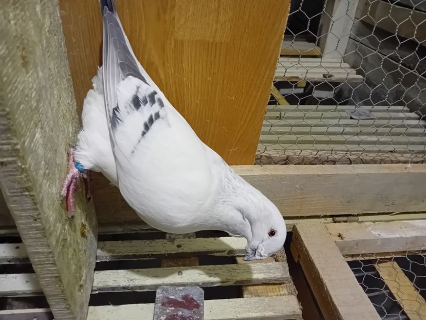  - 9masculi azur matca 2022