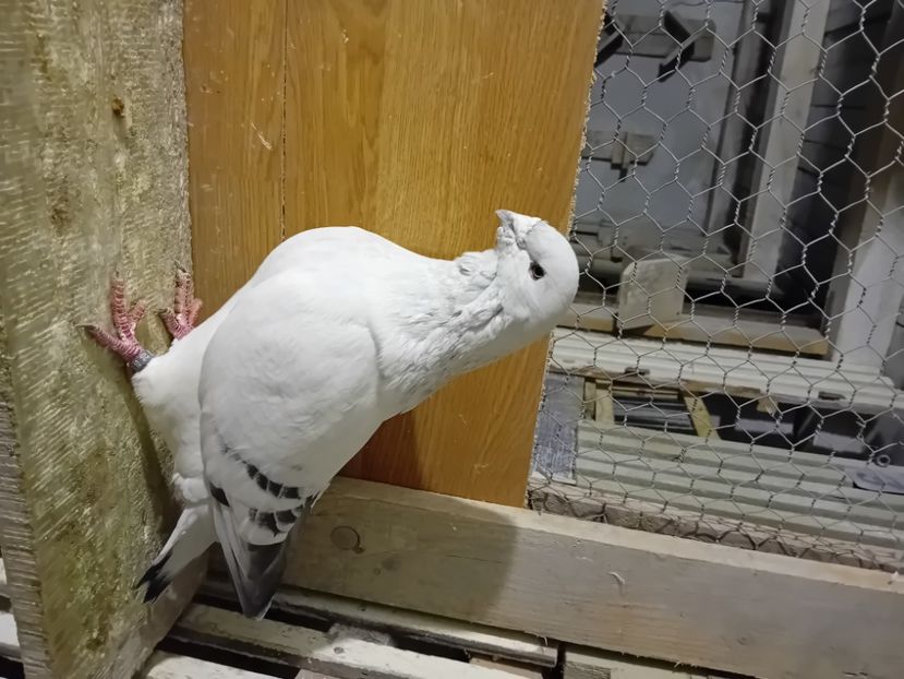  - 9masculi azur matca 2022