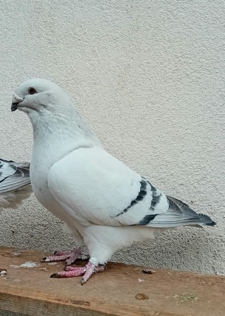  - 9masculi azur matca 2022