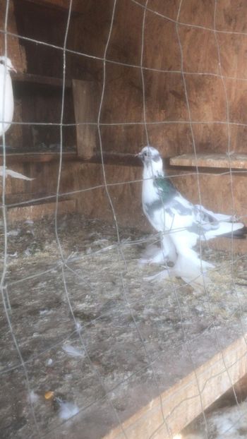 IMG-20231029-WA0018 - Por tapalagosi