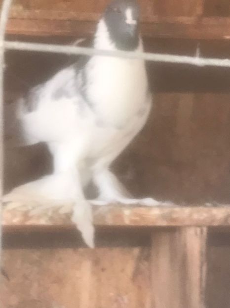 IMG-20231029-WA0000 - Por tapalagosi