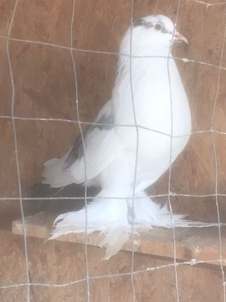 IMG-20231028-WA0010 - Por tapalagosi