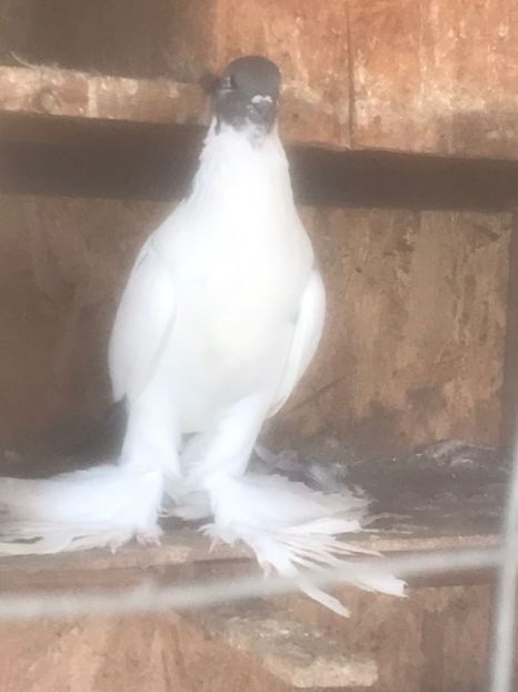 IMG-20231028-WA0002 - Por tapalagosi