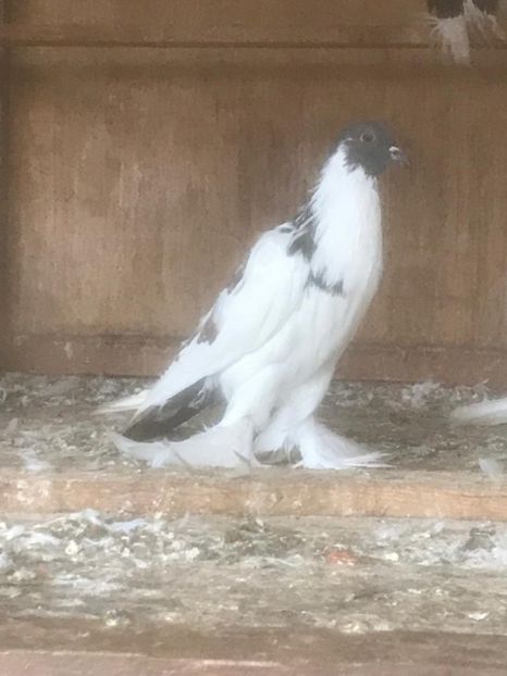 IMG-20231026-WA0001 - Por tapalagosi