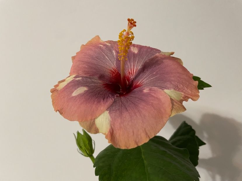  - Luv -Posog- Memories