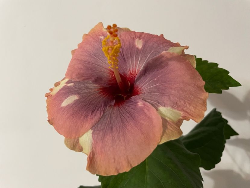  - Luv -Posog- Memories