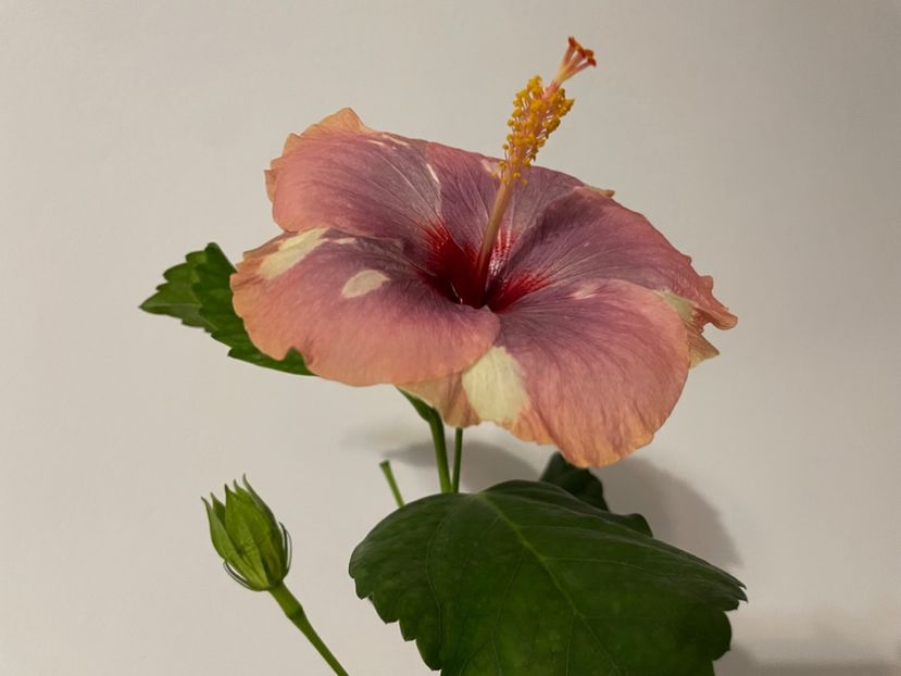  - Luv -Posog- Memories