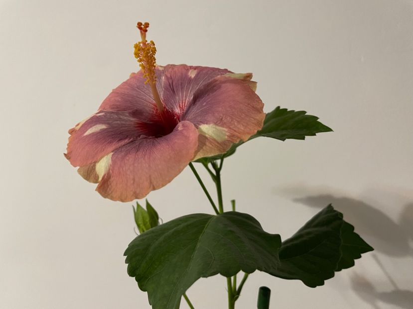  - Luv -Posog- Memories