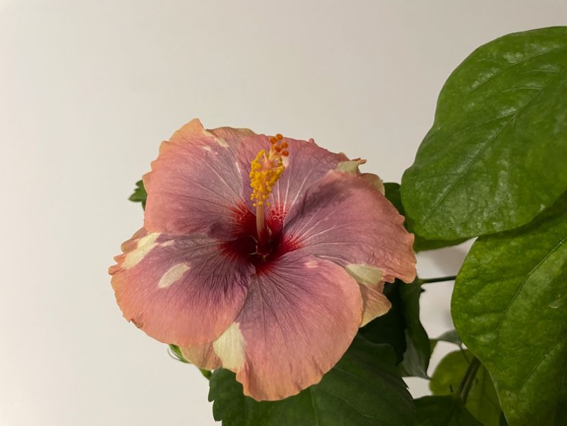  - Luv -Posog- Memories