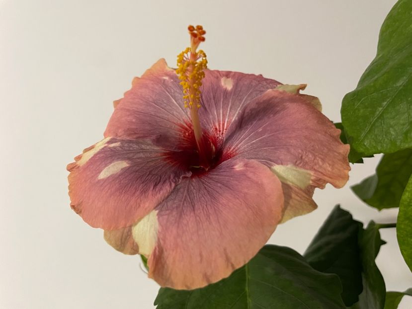  - Luv -Posog- Memories