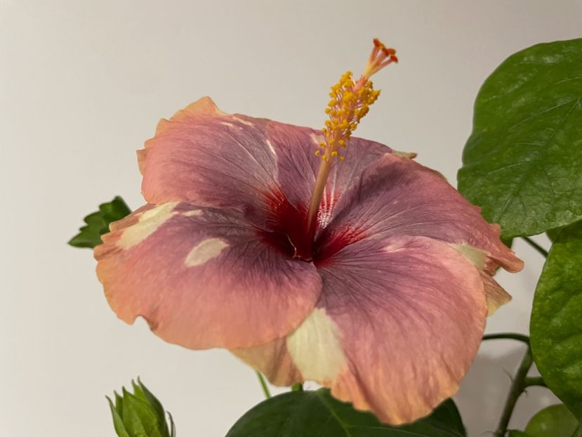  - 001 - Hibiscusi 2023