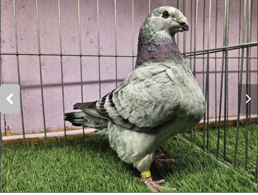 F 2023 - Femele Matca 2024