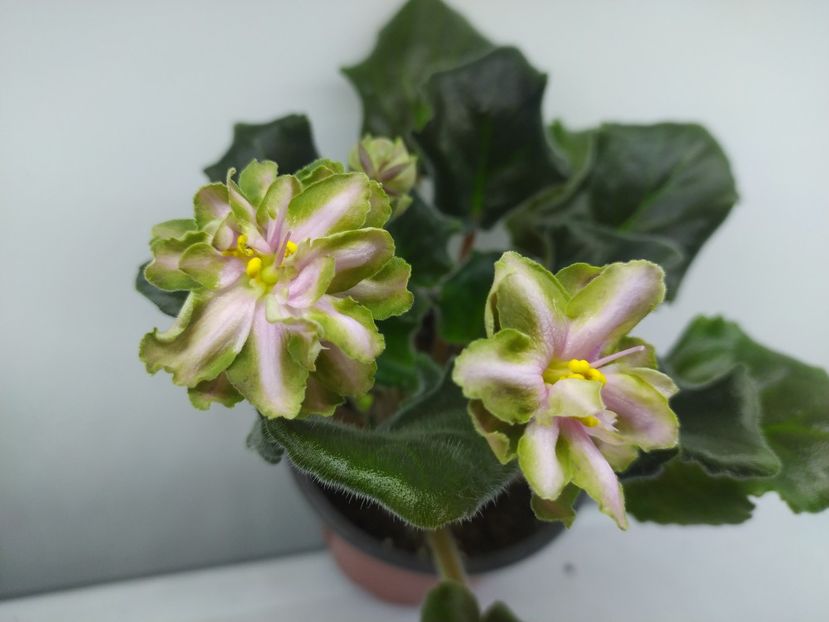 14 decembrie 2023 - Dn Rahat Lukum