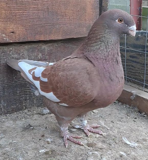 VideoCapture_20221113-173354 - Porumbei vânduți!