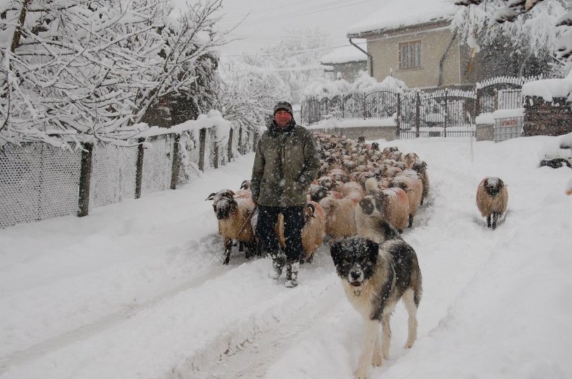 alesul oilor - animale