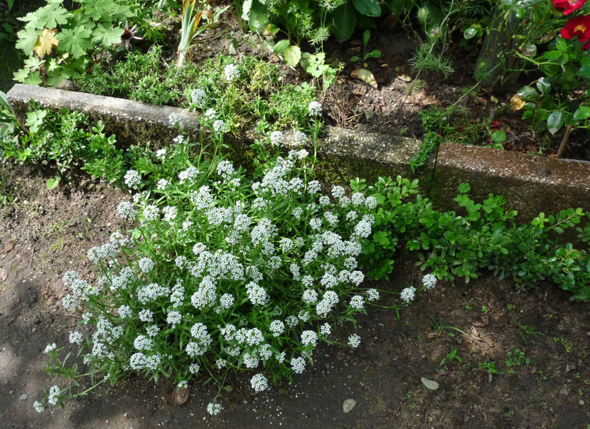  - Alyssum