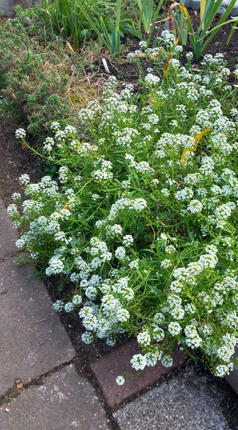  - Alyssum