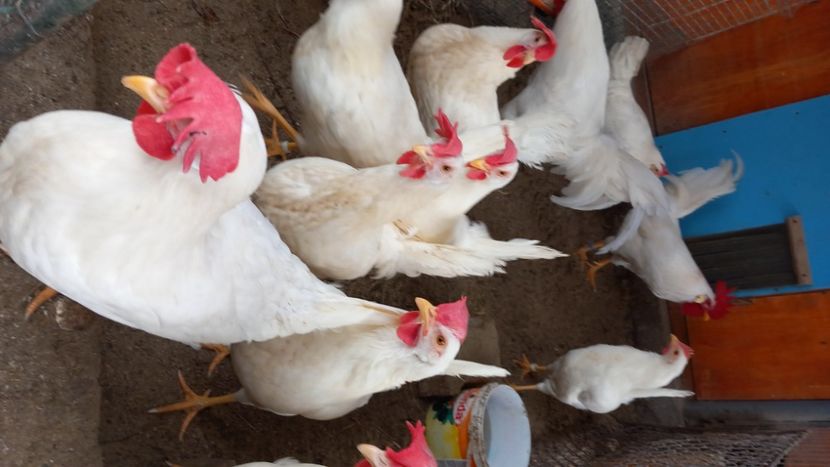  - Gaini Leghorn