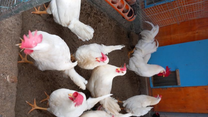 20231214_134823(0) - Gaini Leghorn