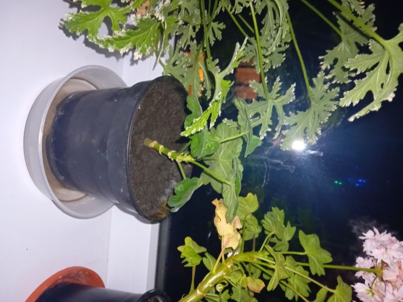  - Plante de apartament