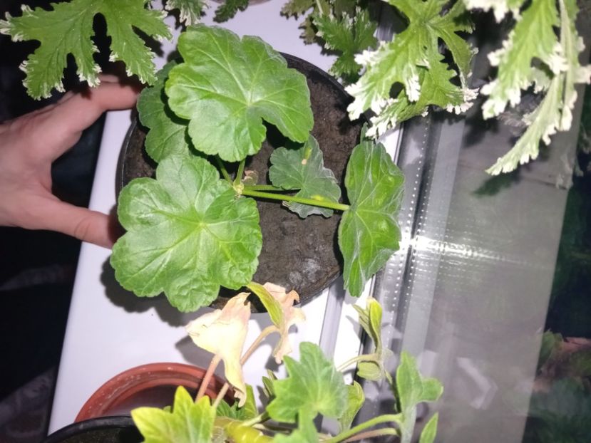  - Plante de apartament