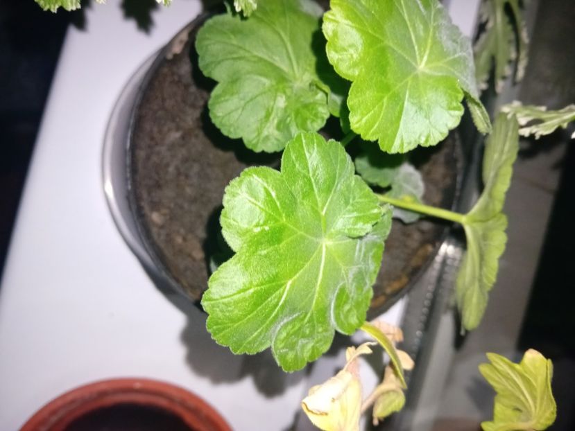  - Plante de apartament