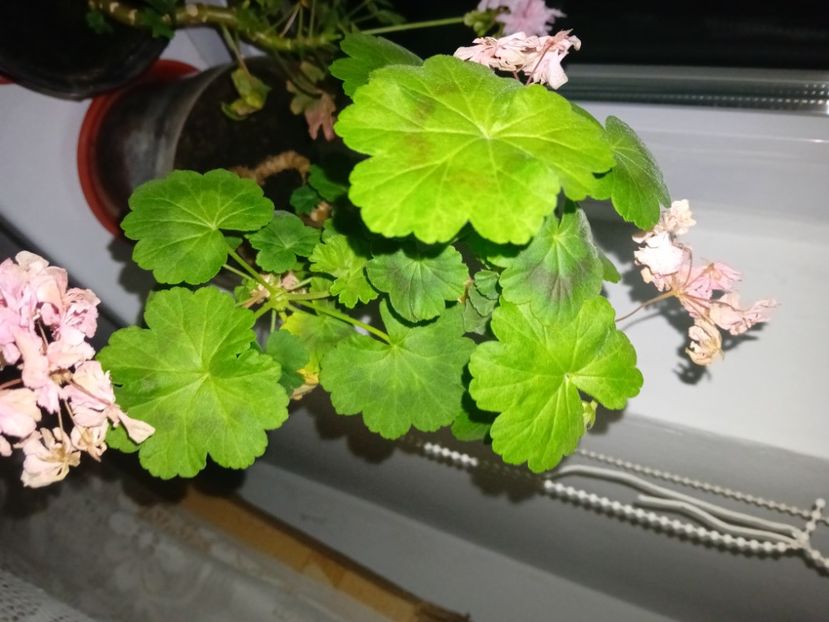  - Plante de apartament