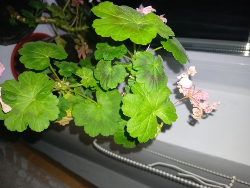  - Plante de apartament