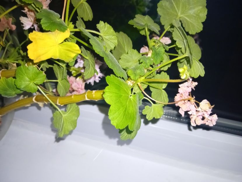  - Plante de apartament