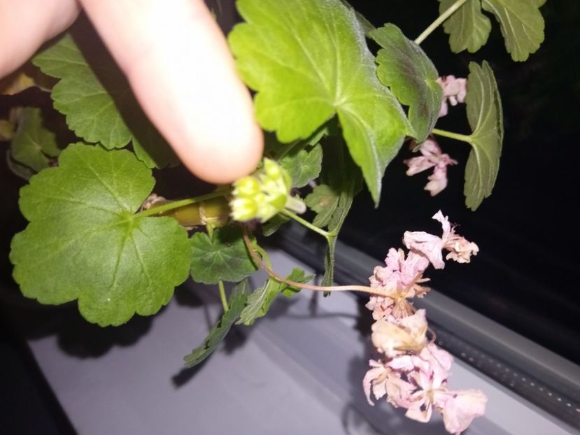  - Plante de apartament