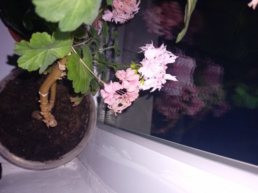  - Plante de apartament