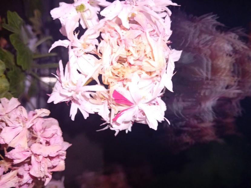  - Plante de apartament