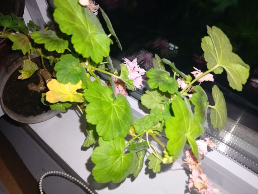  - Plante de apartament