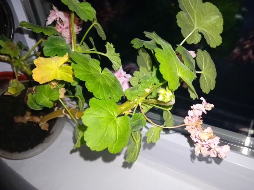  - Plante de apartament